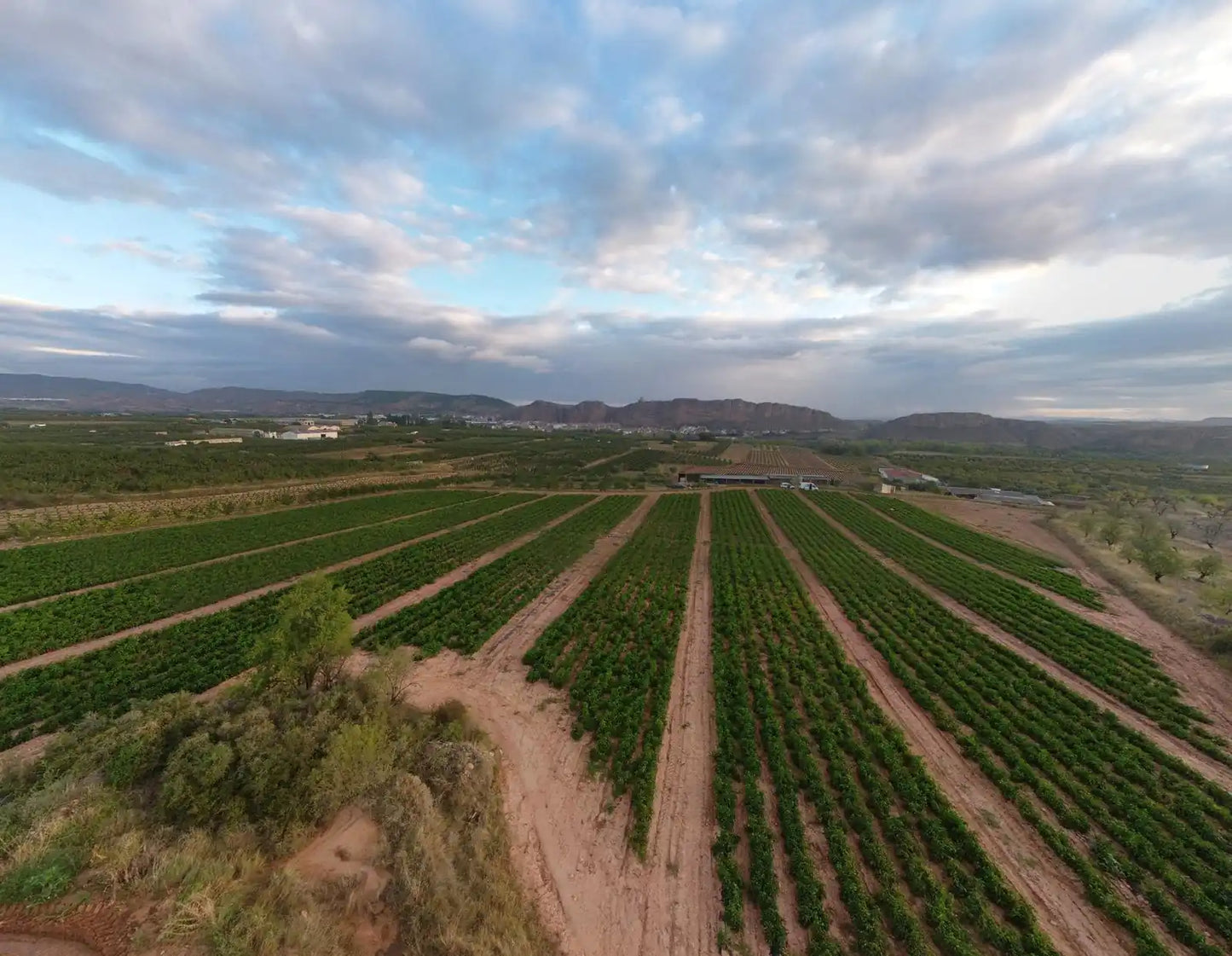 Una imgen aerea de los campos de pimienta de Agriberto. 
