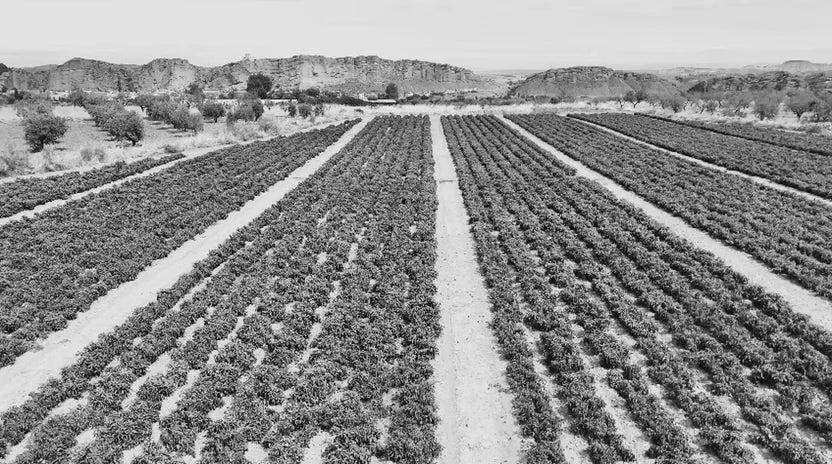 El vídeo aereo de la Higuerilla, las fincas de Agriberto. Fundador de Agriwash